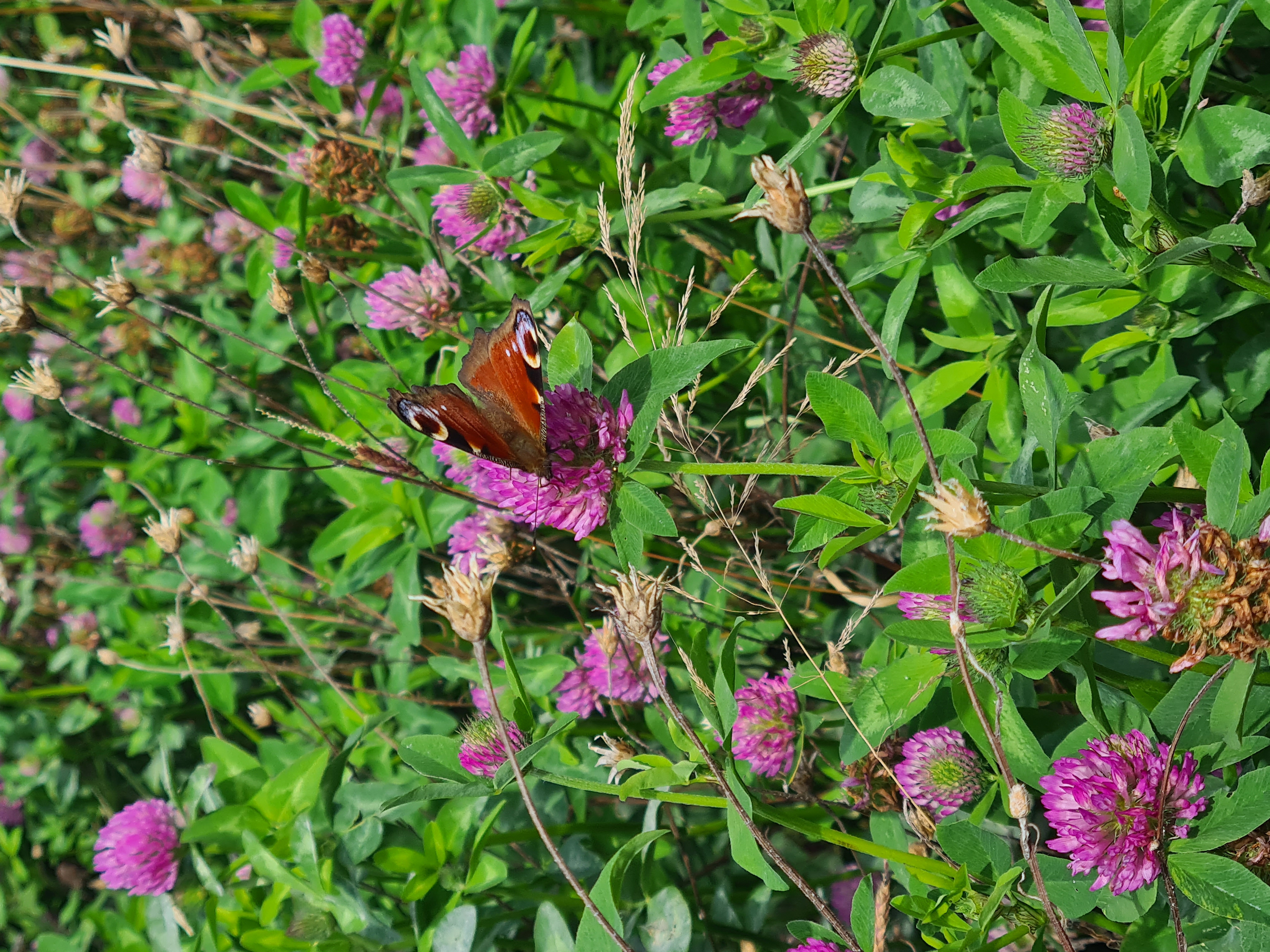 Wildblumenwiese mit Schmetterling